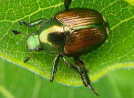 Japanese Beetle